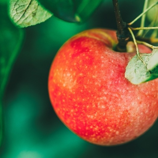 fresh-red-apples-on-apple-tree-branch-2026-01-08-22-43-28-utcbf